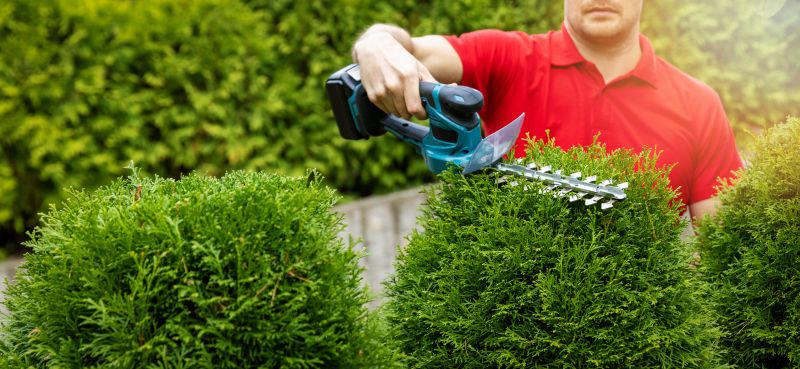 Evergreen Shrub Trimming
