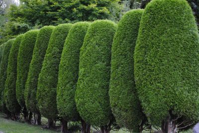 Evergreen Shrub Trimming