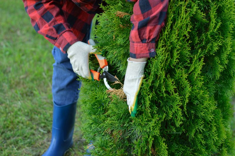 Evergreen Shrub Trimming