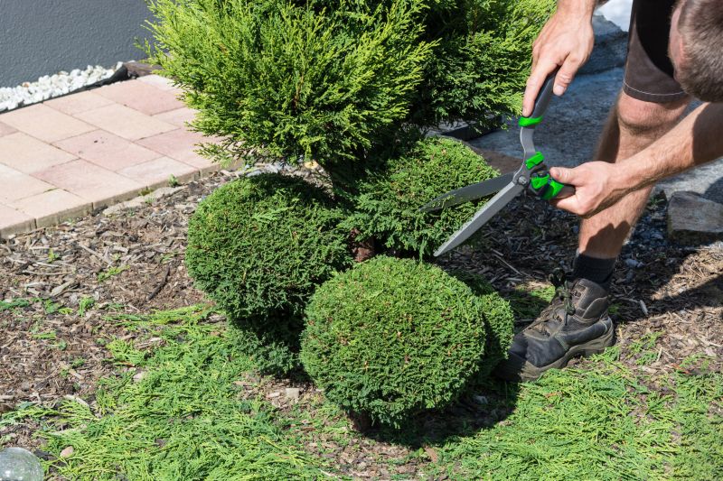 Evergreen Shrub Trimming