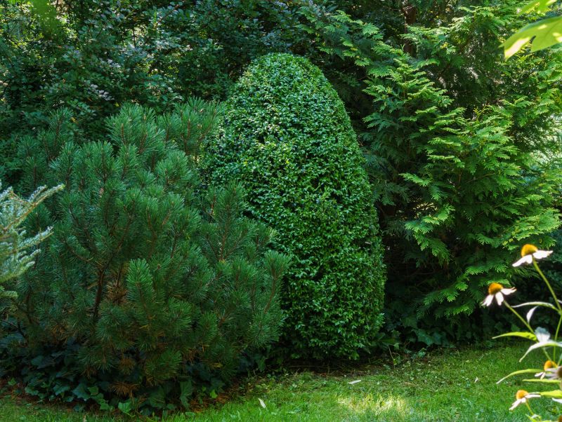 Evergreen Shrub Trimming