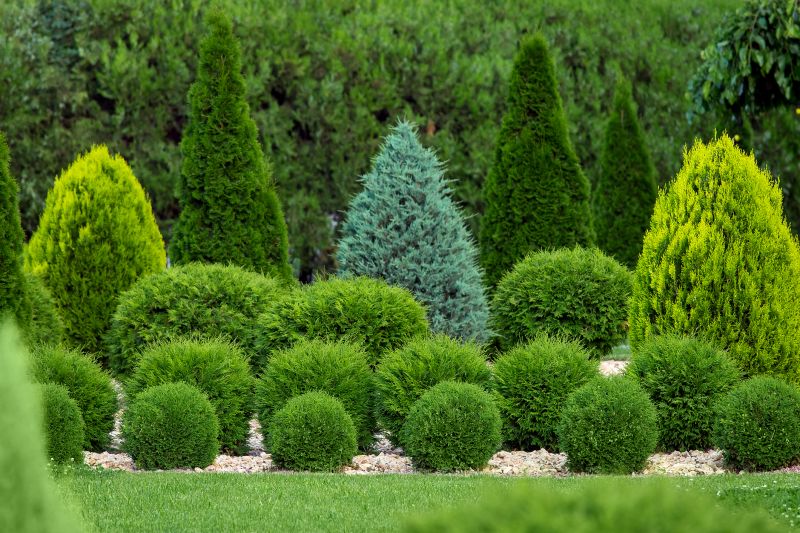 Trimmed Evergreen